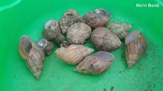 mencari dan menemukan kelomang besar, Umang-Umang besar, hermit crab, kelomang kecil di pantai