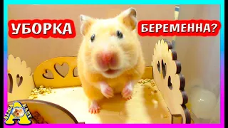 Уборка у хомячихи Фанни / Беременна или нет? / Взвешиваем хомяка / Alisa Easy Pets / Алиса Изи Петс