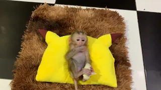 Cute baby monkey JOSSI just wake up playing alone while mommy prepare foods for eating