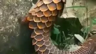 Pangolin digging through the wall.