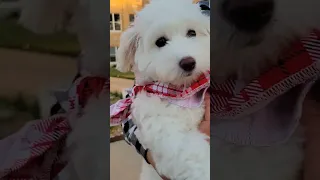 Coton de Tulear Puppy 3 months