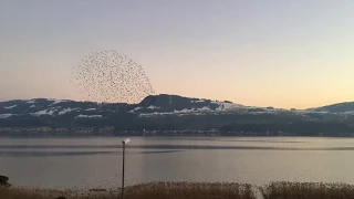 Lake view in Stäfa, Zurich😍