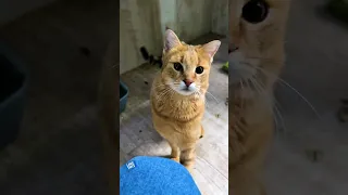 Хорошая ли идея объединить трёх саванн? 😾