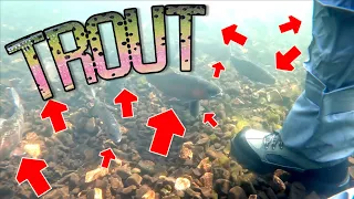 Surrounded by River Rainbow Trout! How to Catch them on Rod & Reel?