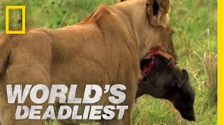 Lions vs. Warthog | World's Deadliest