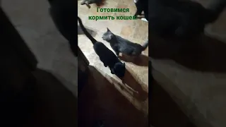 как мы кормим кошек!