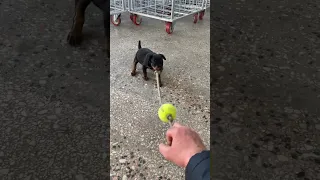 2 month old Jagd terrier puppy