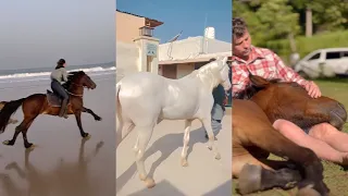 Horse TikToks That Went Viral! #26