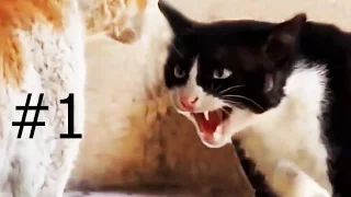 Cat Fight Compilation. Драка котов. Подборка.