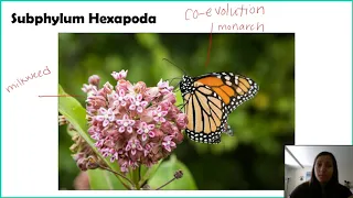 Phylum Arthropoda - Part 1