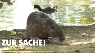 Vor Ort: Eindringlingen auf der Spur | Zur Sache Baden-Württemberg!