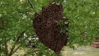 OĞUL ARI ÇIKTIGI KOVANA NASIL GERİ  GÖNDERİLİR  (UYGULAMA)