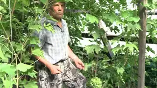 Как посадить виноград в Сибири