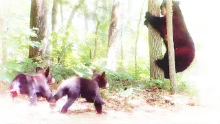 MAMA BEAR TEACHES CUBS HOW TO CLIMB TREES and RUN FROM DANGER