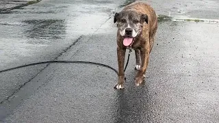 Neighbors Show Up to Support Beloved Dog’s Final Walk