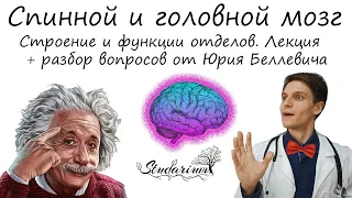 Спинной и головной мозг. Функции отделов головного мозга. Лекция и разбор заданий от Юрия Беллевича