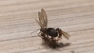 Queen ant mating with 2 males