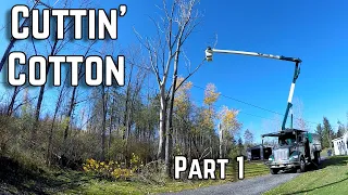 Bucket Truck Tree Cutting  -  MASSIVE Dead and Dangerous Trees