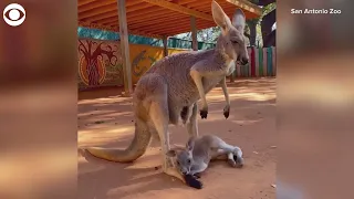Baby kangaroo has trouble getting into its mom's pouch