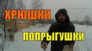 ПОБЕГ МАНГАЛИЦ // ПОДКОРМКА  ДЛЯ СКОТИНЫ // ЖИВИ НА ЗЕМЛЕ