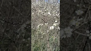 Le Prunelier : Fleur de Bach et Plante Comestible - The Plum Tree: Bach Flower and Edible Plant