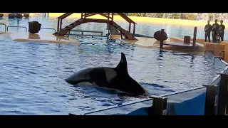 Amazing show with Orca Ocean - Loro Parque (Park)- Tenerife 2022