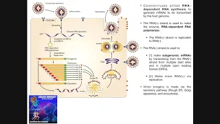 The Coronavirus Replication Cycle