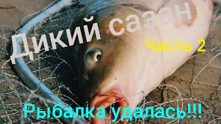 Дикий сазан. Часть 2. Сазан за сазаном, устали руки. Обь 6-10.08.2021