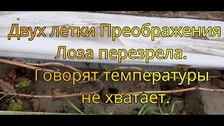 Говорят температуры не хватает Двух летки преображения Перезрела