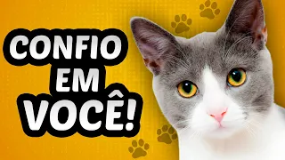 5 Dicas Para Fazer Seu Gato Te Amar (A ÚLTIMA É A MELHOR)