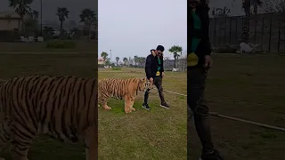 1 Year Old Bengal Tiger Walks in Chain | Nouman Hassan |