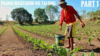 Paano magtanim ng TALONG PART 1