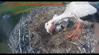 Annen, NL           Stork kills chick!!             2023.05.23.