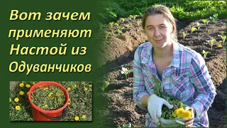 Вот как применяют настой из одуванчиков