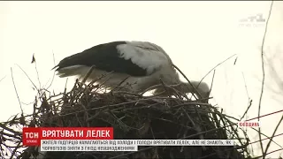 У селі поблизу Києва люди рятували двох лелек, які не полетіли у вирій