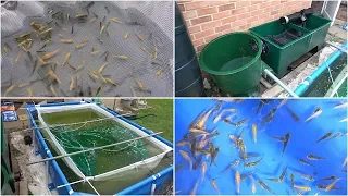 My Koi Breeding Project - Part 12 - 1st Selection of 1st Spawning