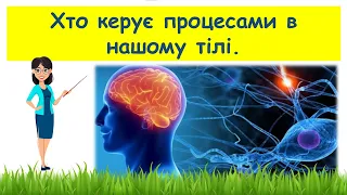 Хто керує процесами в нашому тілі // Пізнаємо природу 5 клас НУШ