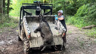 Trapping a big boar and family time. (Catch and Cook)