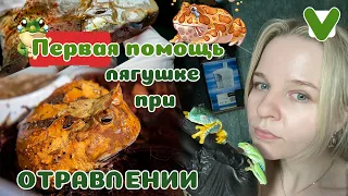 Что если амфибия ОТРАВИЛАСЬ? Как понять? Как помочь?