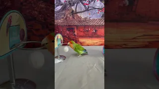 Bird Training : Smart lovebird Parrot | Smart Little Cute Parrot #training #smartparrot #cute