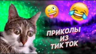 ТИК ТОК ПРИКОЛЫ 2021 С КОТИКАМИ | смешные коты | смешные кошки | смешные собака | приколы с собаки