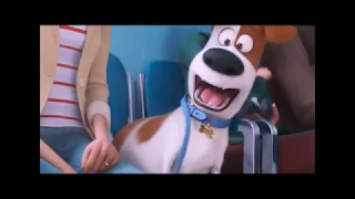 Тайная жизнь домашних животных 2 6+ трейлер рус  Secret Life Of Pets2