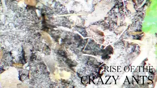 Rise of the Crazy Ants