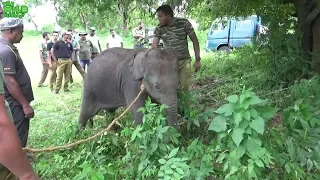 A lost Baby Elephant, taken to a safer place to find its parents. Baby Elephant meets kind Humans