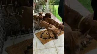 The Exodus | Rhodesian Ridgebacks