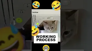 😹 WORKING PROCESS !!! 😂  #animals #cats #funnycats #pets #funnypetvideos