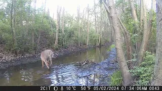 CITWC Nature Park Trail Cam Videos #93 04-2024 Deer Possom Raccoon Dog Groundhog