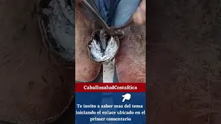 📍¿Cómo HERRAR CABALLOS? 📍