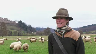 Schafe in den Reben mit Franziska Rehm