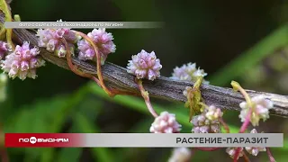 Из-за растения-паразита в Иркутском, Осинском и Усольском районах частично введён карантин